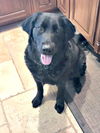 Roxy