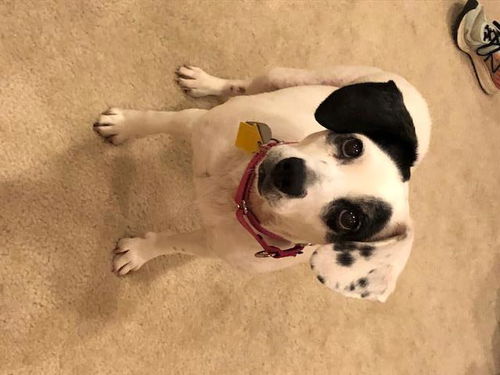 Rosie