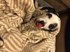Rosie