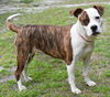 Lilly