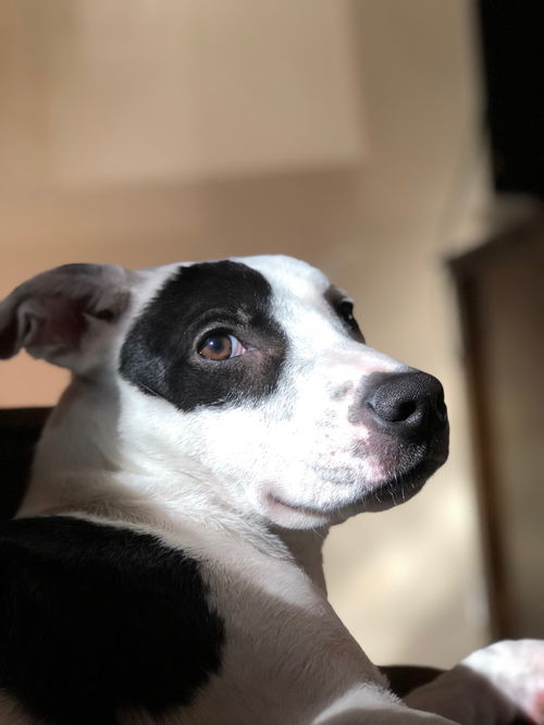 Sadie