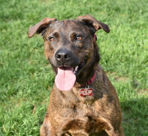Kona