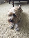 Arlo