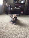 Arlo