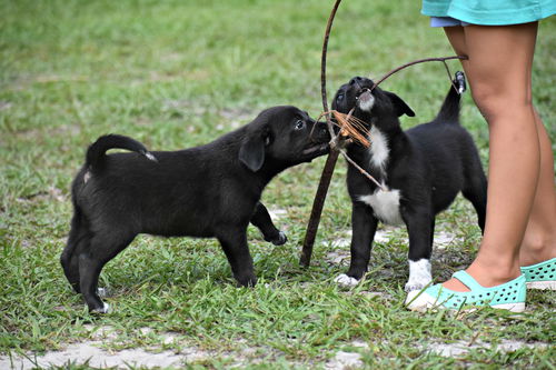 Carley's Puppies