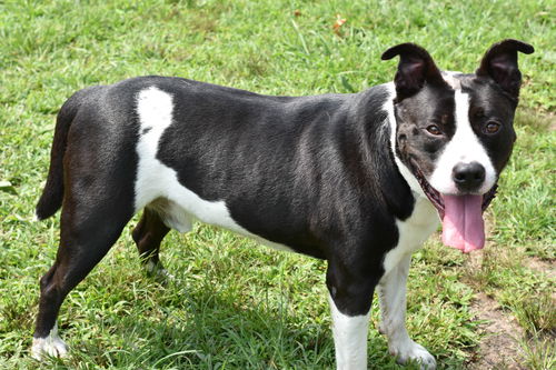 Domino