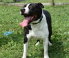 Domino