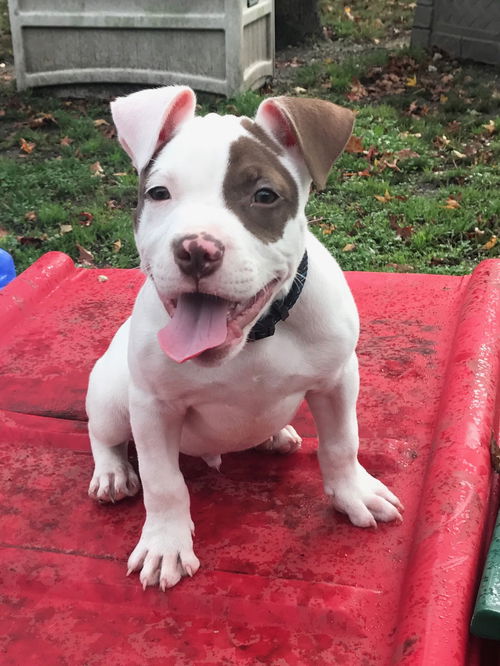 Petey