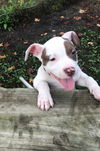 Petey