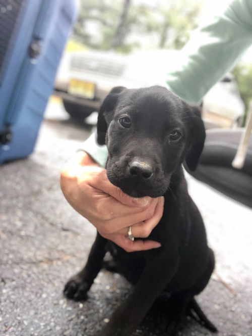 Duke