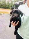 Duke