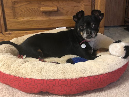 MAYA