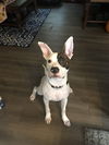 PETEY