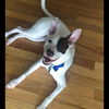 PETEY