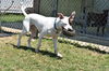Petey