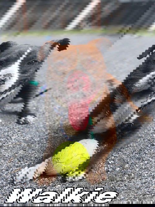 Walkie