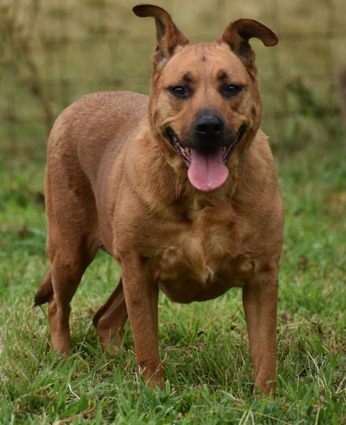 Dutchess