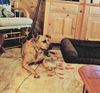 Dutchess