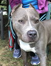 GRACIE