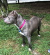 GRACIE