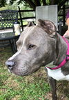 GRACIE