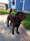Kody