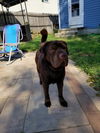 Kody