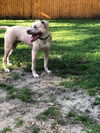 DIGGS