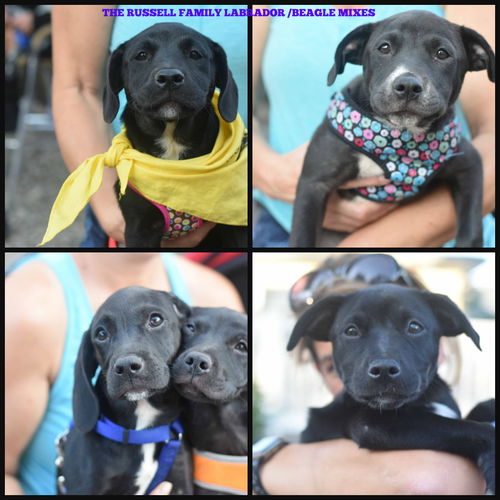 Gidget and sibling Russell Puppies