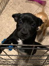 Gidget and sibling Russell Puppies