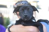 Gidget and sibling Russell Puppies