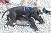 Gidget and sibling Russell Puppies