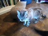 REBEL AND BINX