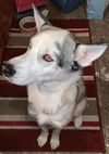 IZZY