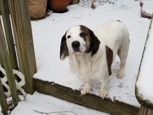 Winston