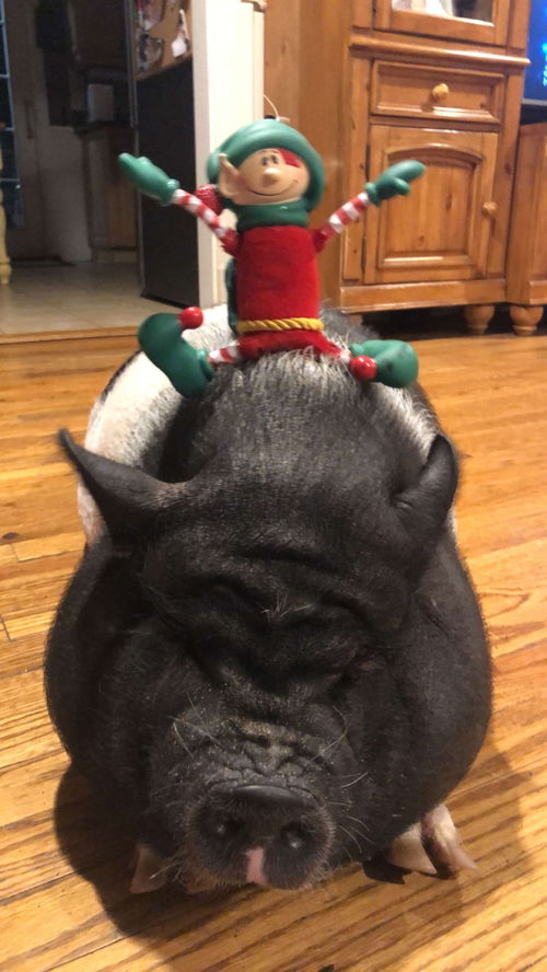 Julianna Pig