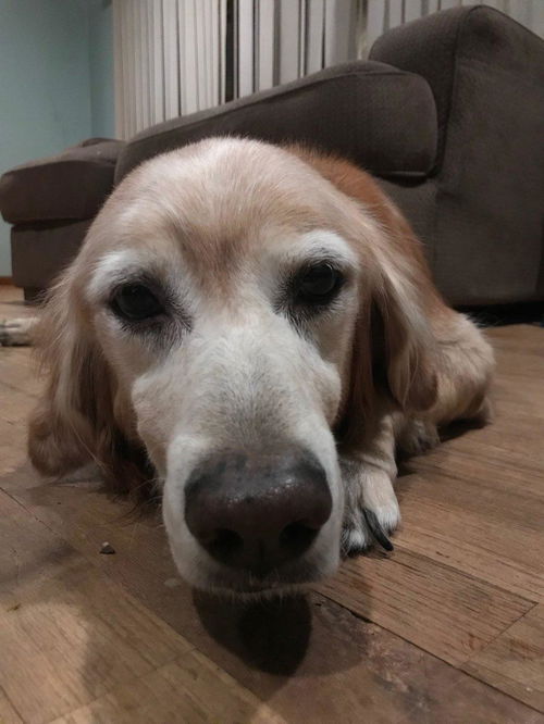 Louie