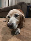 Louie