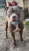 Ares