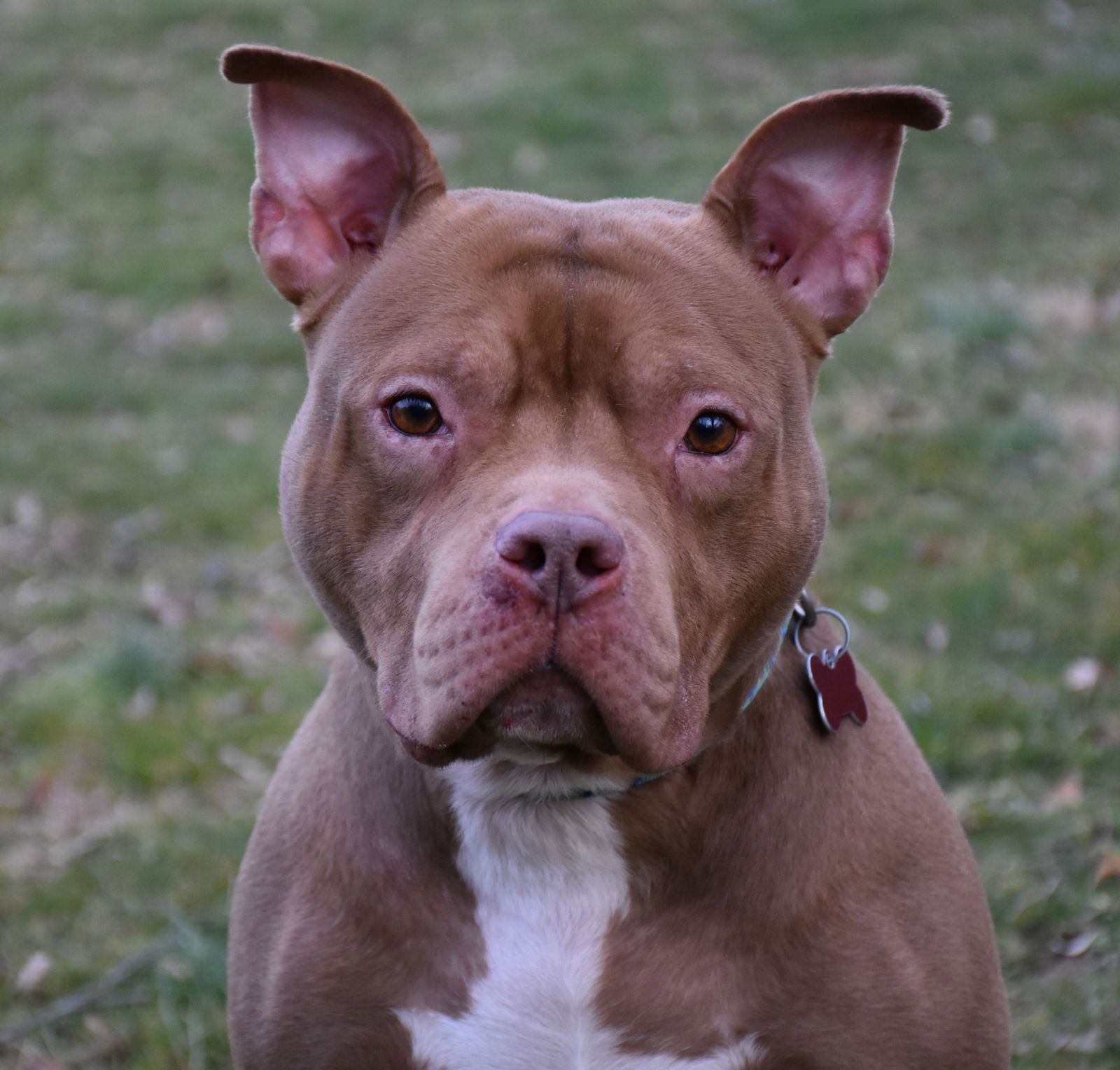 adoptable Dog in Spring Lake, NJ named Sebastian