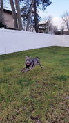 Finnegan