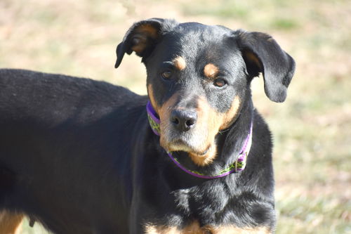 Rosie