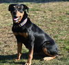 Rosie