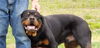 Sammy the Rottweiler