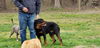 Sammy the Rottweiler