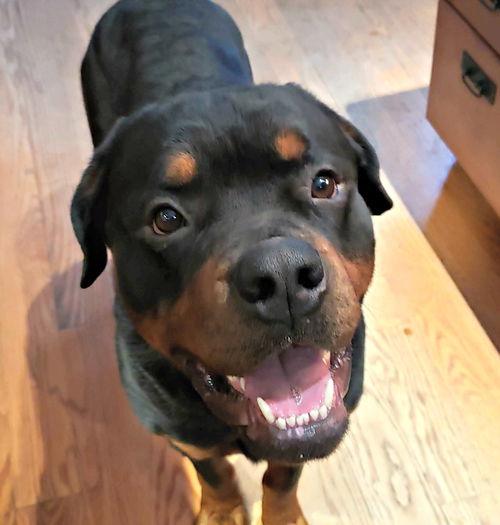 Sammy the Rottweiler