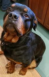 Sammy the Rottweiler