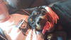 Sammy the Rottweiler
