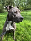 Amy