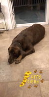 Duke